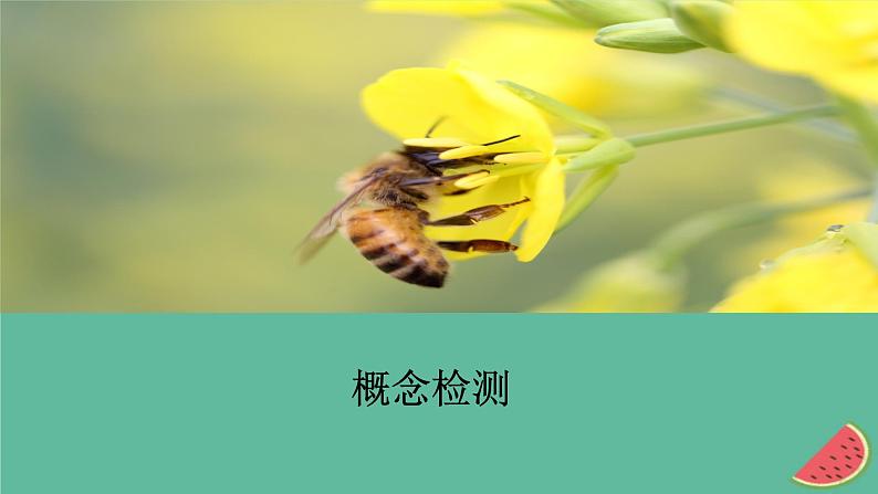 新教材2023版高中生物第1章遗传因子的发现第2节孟德尔的豌豆杂交实验二第2课时孟德尔遗传规律的应用和利用分离定律解决自由组合问题课件新人教版必修202