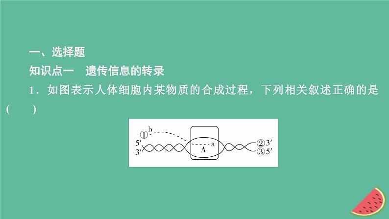 新教材2023版高中生物第4章基因的表达第1节基因指导蛋白质的合成课件新人教版必修203