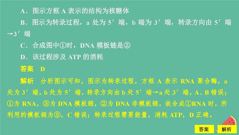 新教材2023版高中生物第4章基因的表达第1节基因指导蛋白质的合成课件新人教版必修204