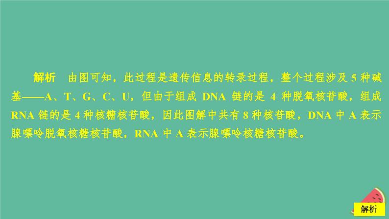 新教材2023版高中生物第4章基因的表达第1节基因指导蛋白质的合成课件新人教版必修208