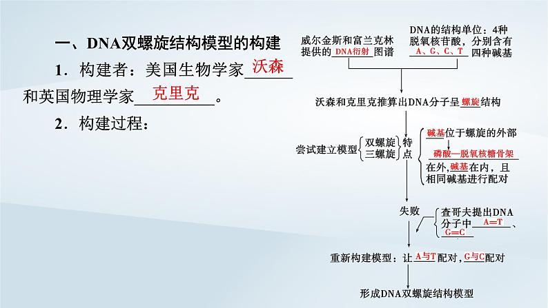 新教材2023年高中生物第3章基因的本质第2节DNA的结构课件新人教版必修2第6页