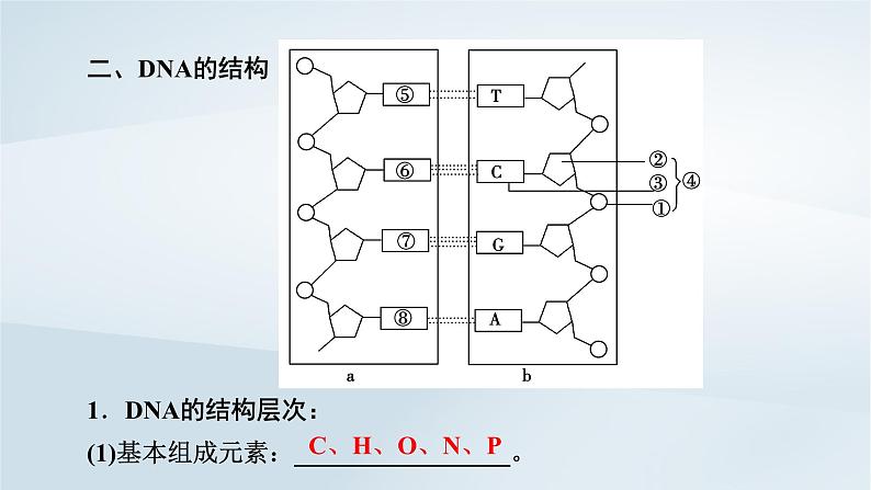 新教材2023年高中生物第3章基因的本质第2节DNA的结构课件新人教版必修2第7页