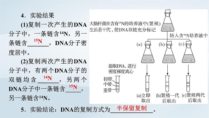 新教材2023年高中生物第3章基因的本质第3节DNA的复制第4节DNA的复制课件新人教版必修2第7页