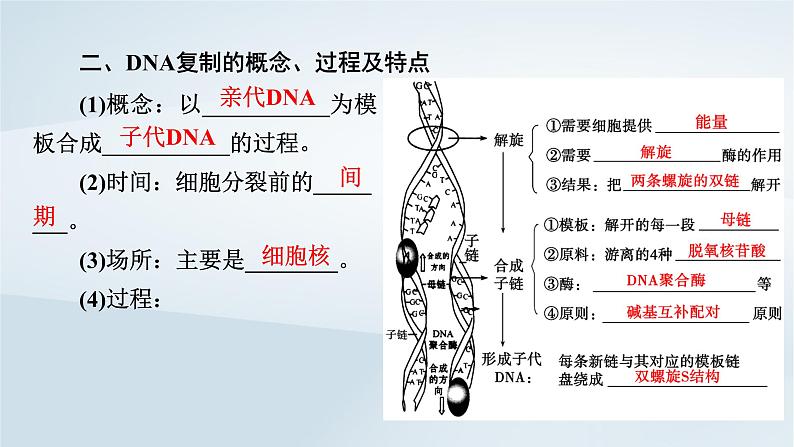 新教材2023年高中生物第3章基因的本质第3节DNA的复制第4节DNA的复制课件新人教版必修2第8页