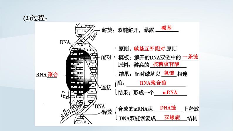 新教材2023年高中生物第4章基因的表达第1节基因指导蛋白质的合成课件新人教版必修208