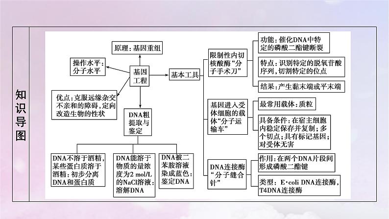 新教材2023年高中生物第3章基因工程第1节重组DNA技术的基本工具课件新人教版选择性必修3第4页