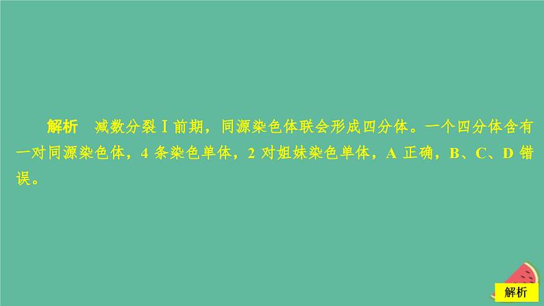 2023年新教材高中生物第2章基因和染色体的关系第1节减数分裂和受精作用第1课时精子的形成过程课时精练课件新人教版必修2第5页