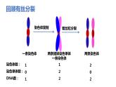 人教版高中生物必修二2.1.1减数分裂与受精作用课件与同步练习（含答案解析）