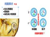 人教版高中生物必修二2.1.1减数分裂与受精作用课件与同步练习（含答案解析）