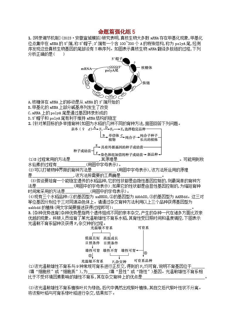适用于老高考旧教材2024版高考生物二轮复习命题篇强化练5遗传的分子基础变异与进化（附解析）01