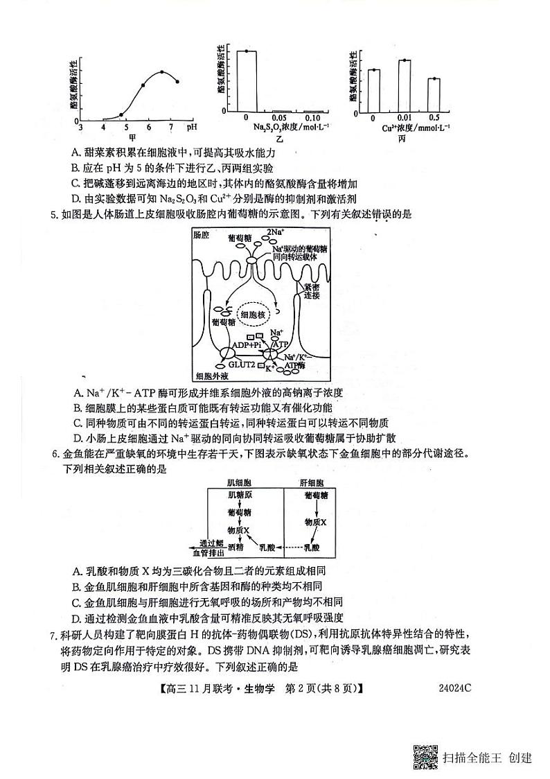 2024省齐齐哈尔普高联谊校高三上学期11月月考试题生物PDF版含答案02