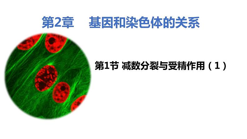 人教版高中生物必修二2.1.1减数分裂与受精作用课件+同步分层练习（含答案解析）01