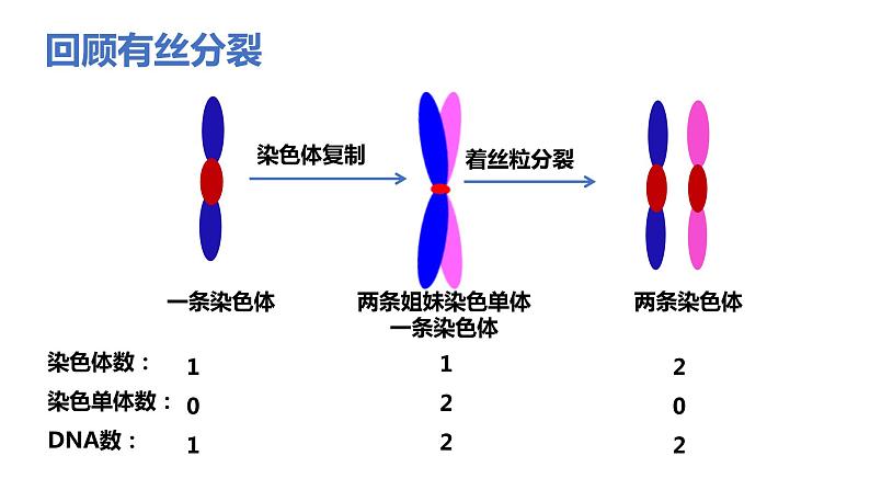 人教版高中生物必修二2.1.1减数分裂与受精作用课件+同步分层练习（含答案解析）03