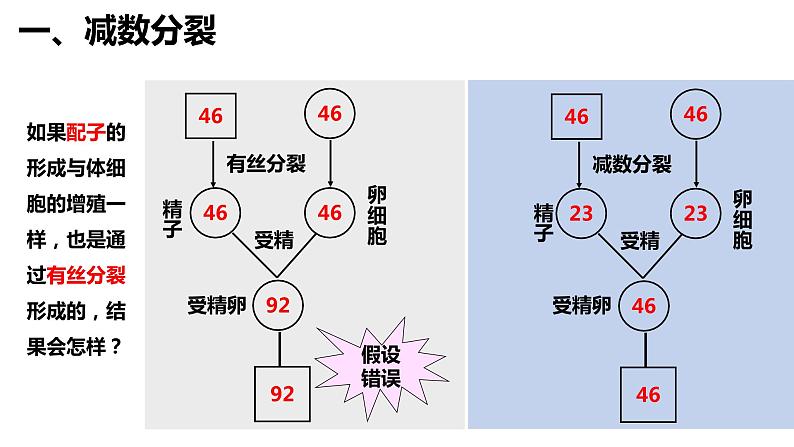 人教版高中生物必修二2.1.1减数分裂与受精作用课件+同步分层练习（含答案解析）05