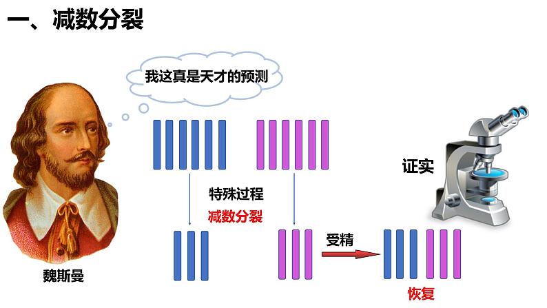 人教版高中生物必修二2.1.1减数分裂与受精作用课件+同步分层练习（含答案解析）06