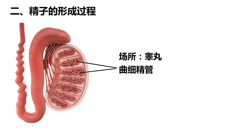 人教版高中生物必修二2.1.1减数分裂与受精作用课件+同步分层练习（含答案解析）08