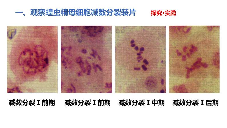 人教版高中生物必修二2.1.2受精作用课件第4页