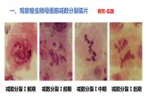 人教版高中生物必修二2.1.2减数分裂与受精作用课件+同步分层练习（含答案解析）