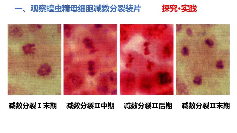 人教版高中生物必修二2.1.2受精作用课件第5页