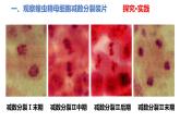 人教版高中生物必修二2.1.2减数分裂与受精作用课件+同步分层练习（含答案解析）