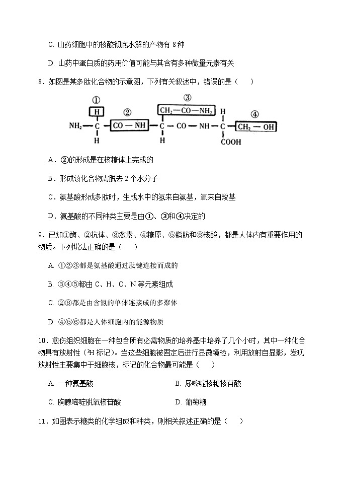2023-2024学年河南省实验中学高一上学期期中考试生物含答案03
