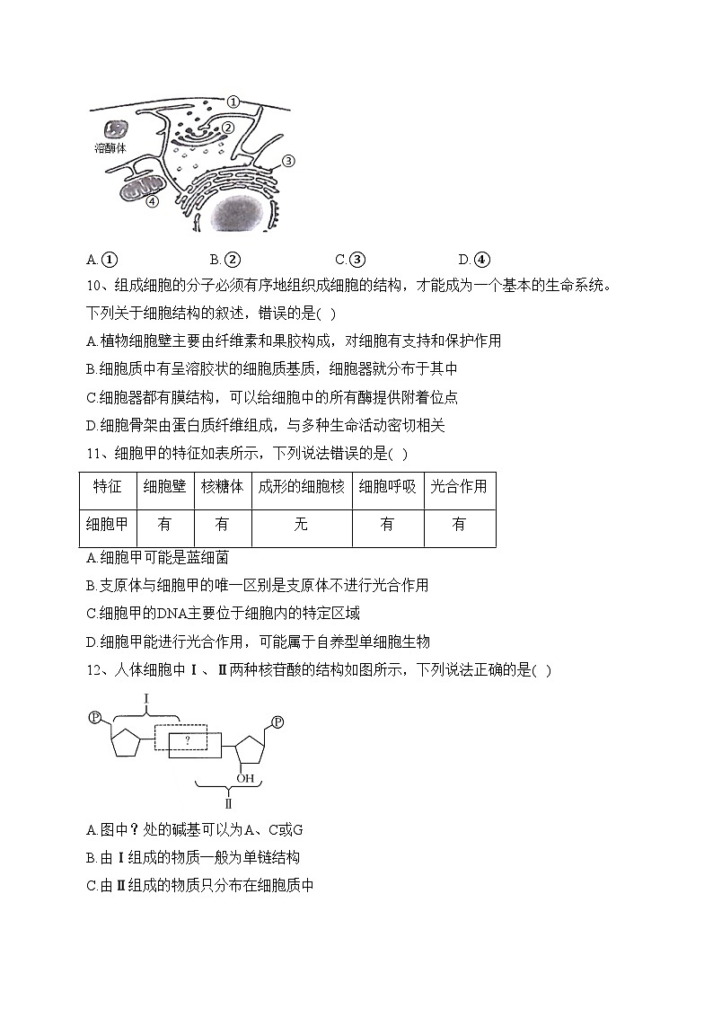 福建省泉州市安溪县2023-2024学年高一11月期中生物试题(含答案)03