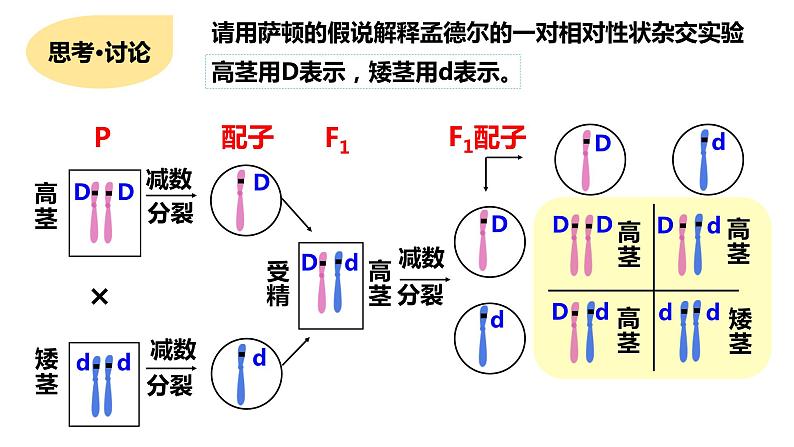 人教版高中生物必修二2.2基因在染色体上课件+同步分层练习（含答案解析）08