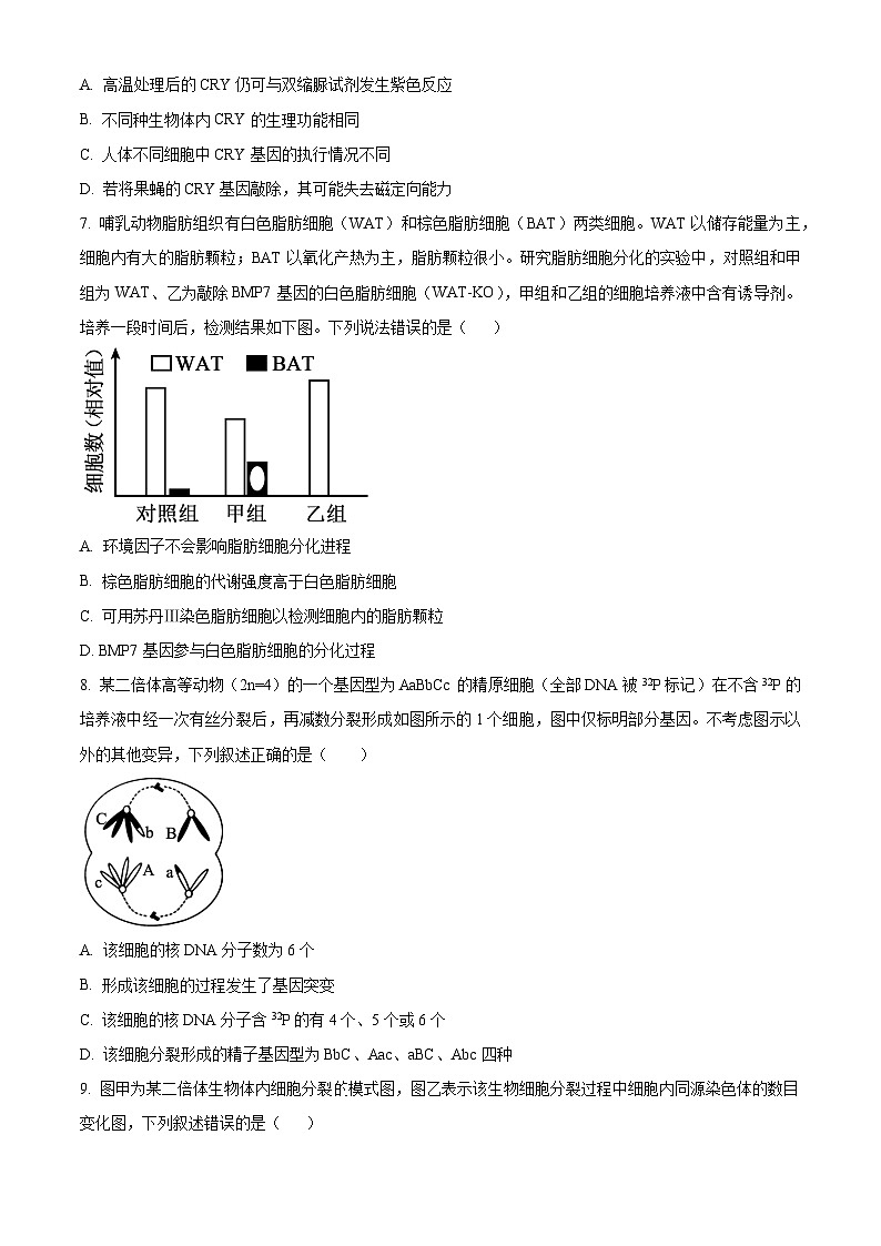 2024聊城颐中外国语学校高三上学期期中考试生物含解析03