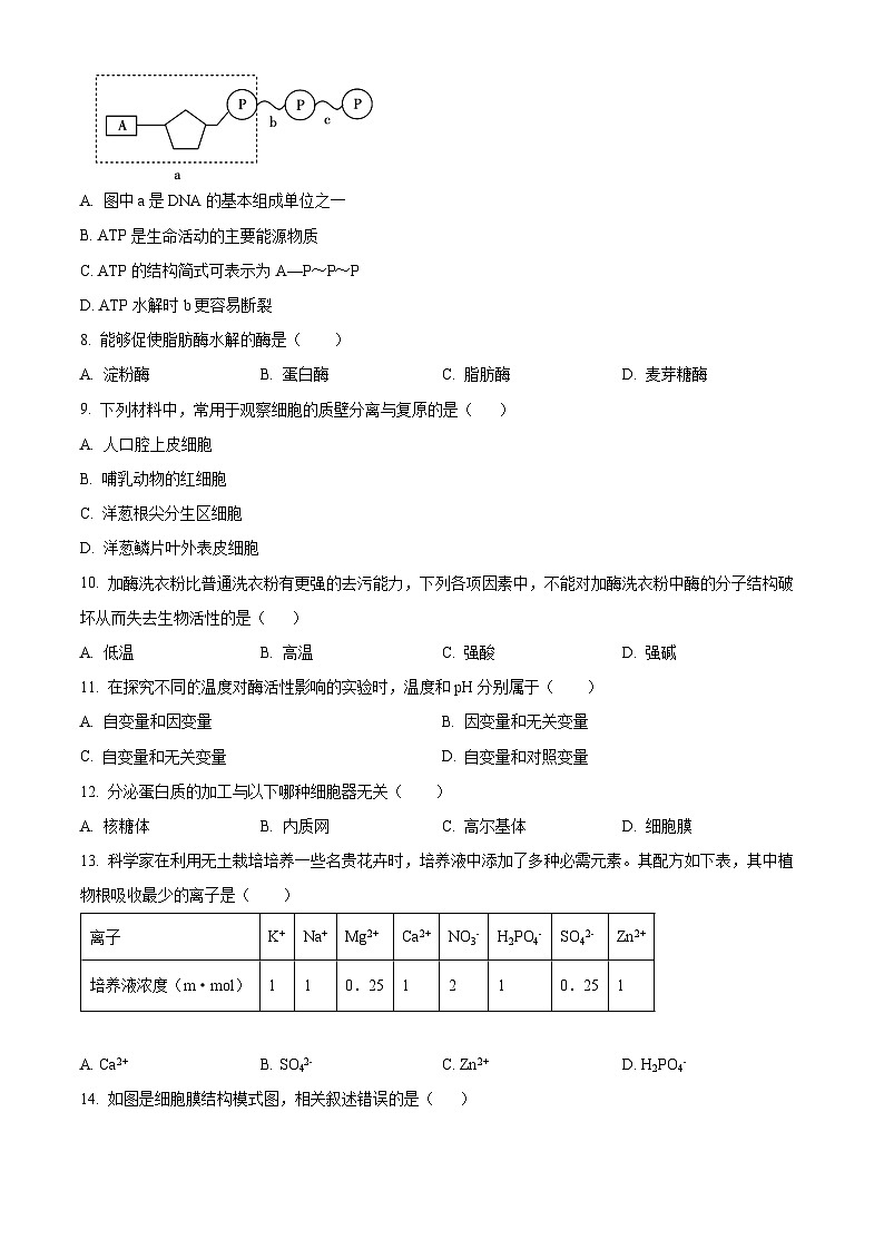 江苏省南通市海安高级中学2023-2024学年高一上学期期中生物试题（Word版附解析）02