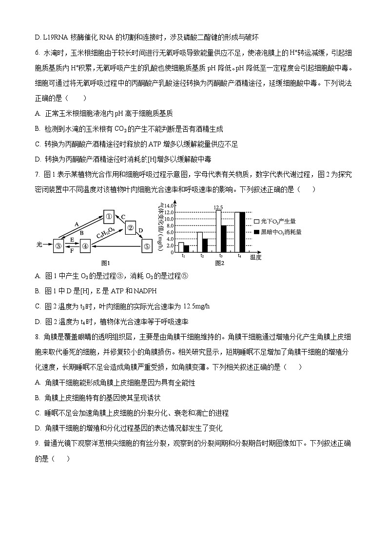2024届辽宁省鞍山市高三二模生物试题02