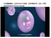 DNA的复制课件PPT