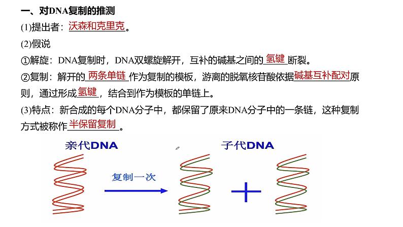 DNA的复制课件PPT07