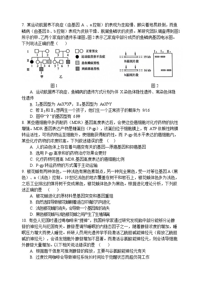 2024大连滨城高中联盟高三上学期期中（Ⅱ）考试生物无答案第3页