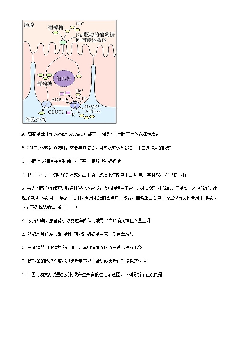 山东省聊城市2023-2024学年高二11月期中生物试题（含答案）第2页