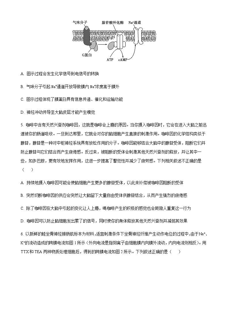 山东省聊城市2023-2024学年高二11月期中生物试题（含答案）第3页
