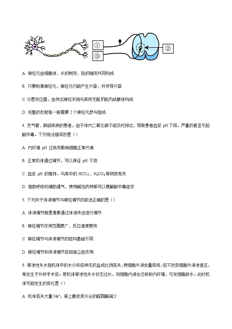 2023-2024学年吉林省四平市实验中学四校联考高二上学期10月月考生物word版含答案02
