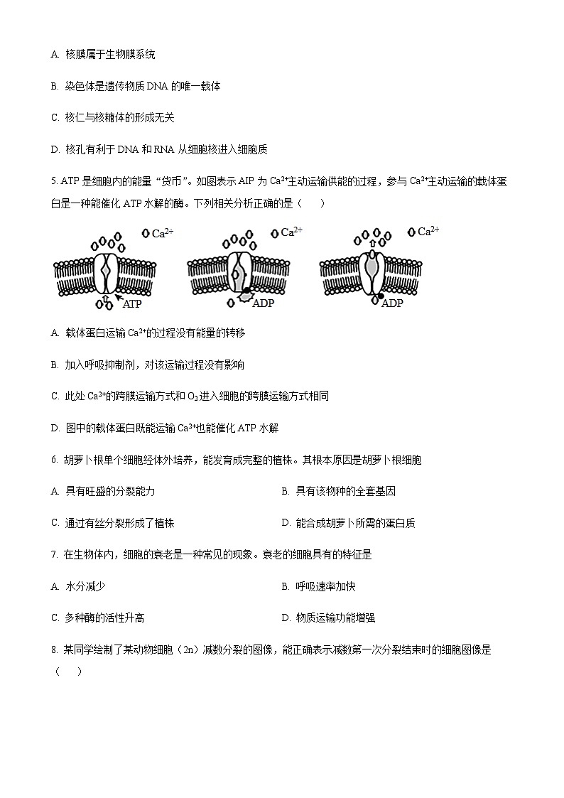 2023-2024学年四川省南充高级中学高二10月月考生物试题含答案02