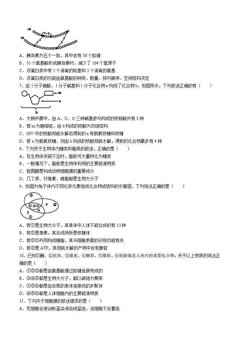 2024省大庆实验中学高一上学期期中生物试题含答案02