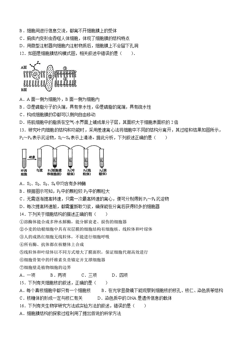 2024省大庆实验中学高一上学期期中生物试题含答案03