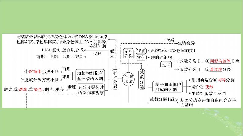 新教材适用2024版高考生物二轮总复习第1部分核心考点突破专题3细胞的生命历程课件第7页