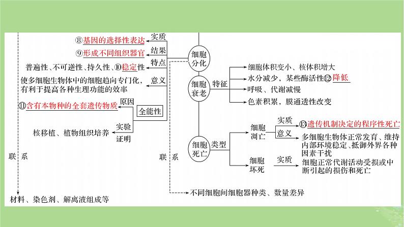 新教材适用2024版高考生物二轮总复习第1部分核心考点突破专题3细胞的生命历程课件第8页