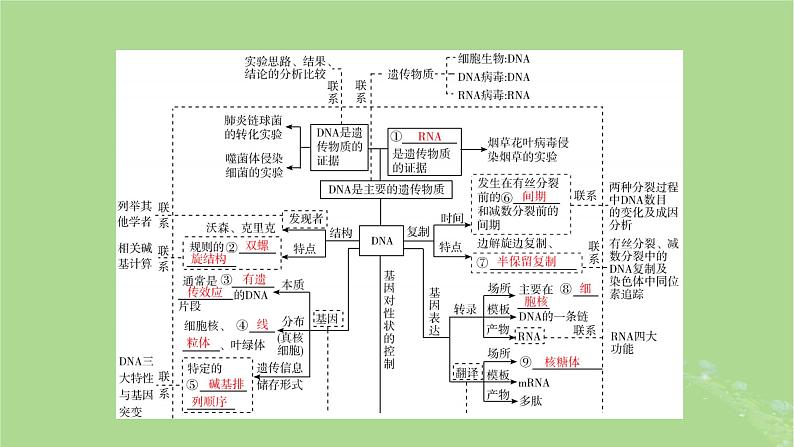 新教材适用2024版高考生物二轮总复习第1部分核心考点突破专题4遗传的分子基础课件第7页