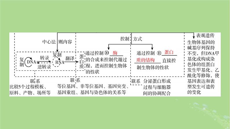 新教材适用2024版高考生物二轮总复习第1部分核心考点突破专题4遗传的分子基础课件第8页