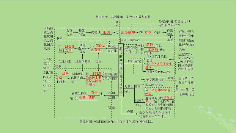 新教材适用2024版高考生物二轮总复习第1部分核心考点突破专题5遗传的基本规律与伴性遗传课件第7页