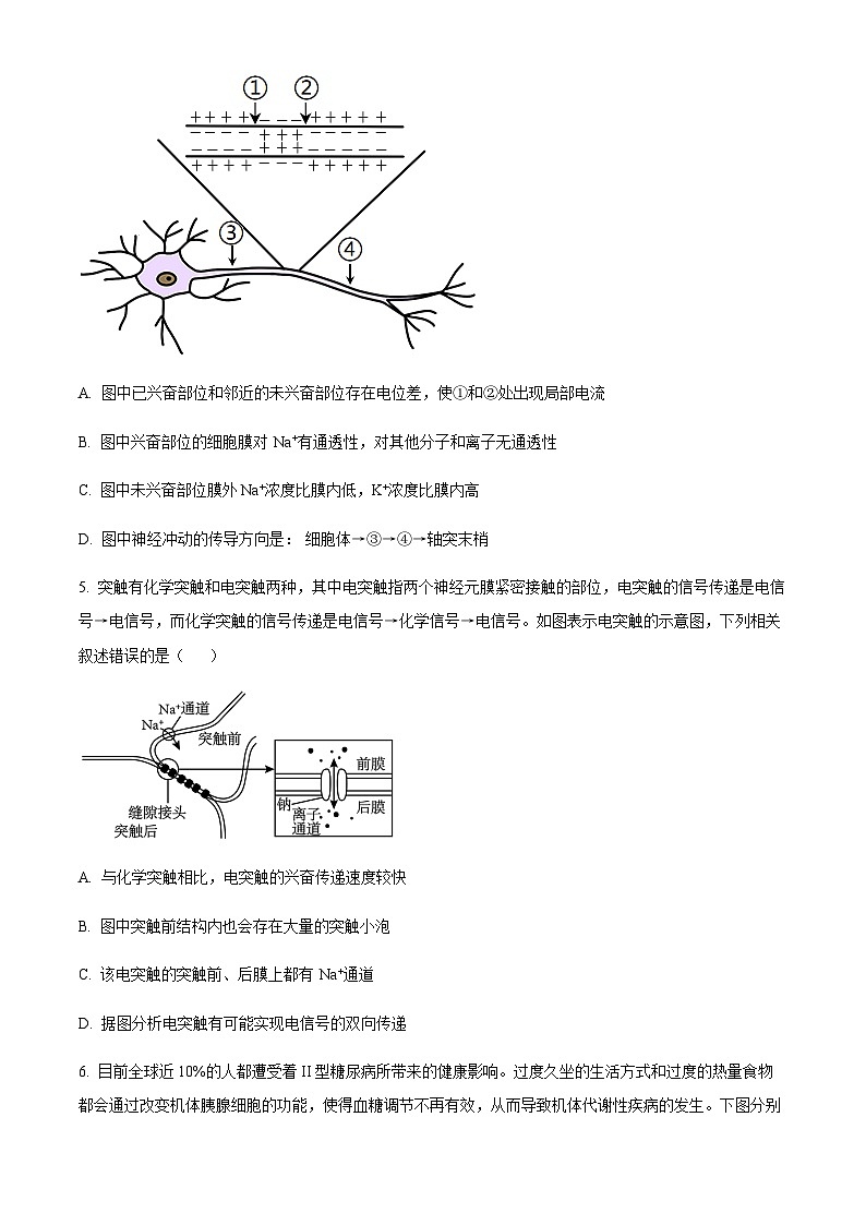 2023-2024学年河南省开封市高中五县联考高二上学期期中考试生物含答案03
