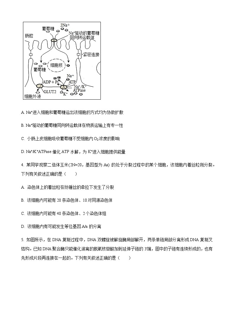 2022-2023学年安徽省池州市一中高二6月月考生物试题word版含答案第2页