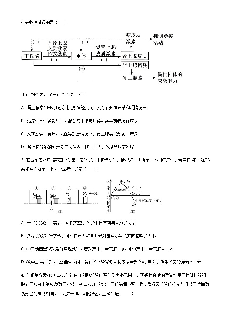 2023-2024学年广东省四会中学、广信中学高二上学期第二次月考试题生物含答案02