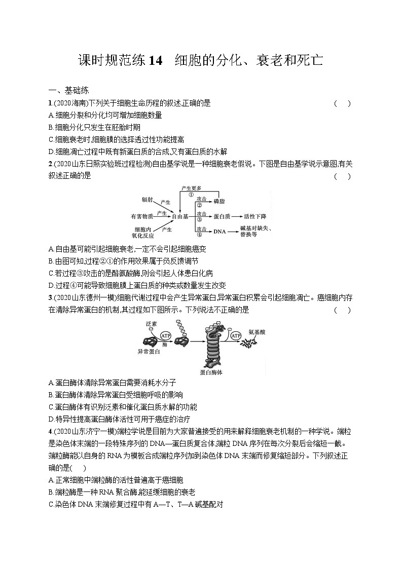 高中考试生物特训练习含答案——细胞的分化、衰老和死亡第1页