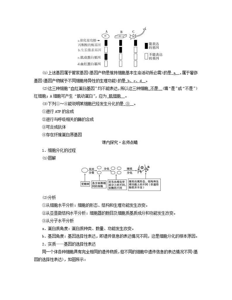 新教材适用2023_2024学年高中生物第6章细胞的生命历程第2节细胞的分化学案新人教版必修102
