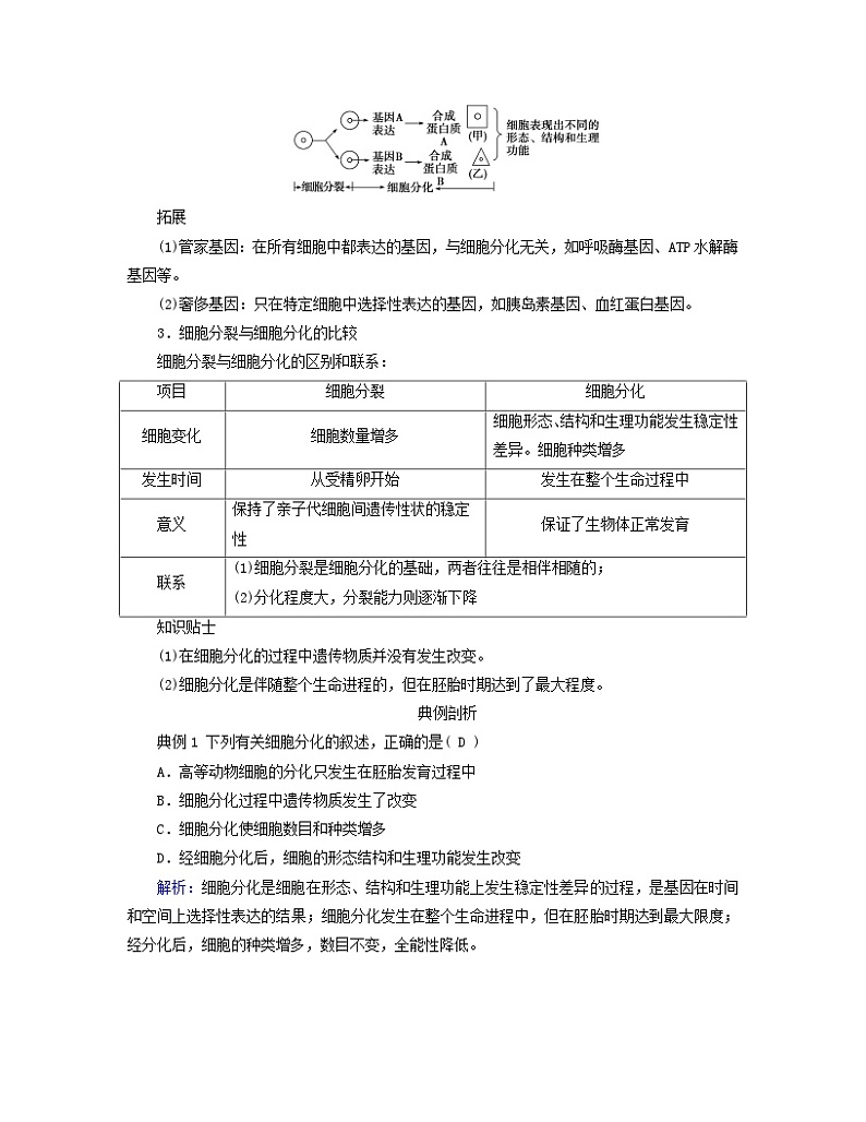 新教材适用2023_2024学年高中生物第6章细胞的生命历程第2节细胞的分化学案新人教版必修103